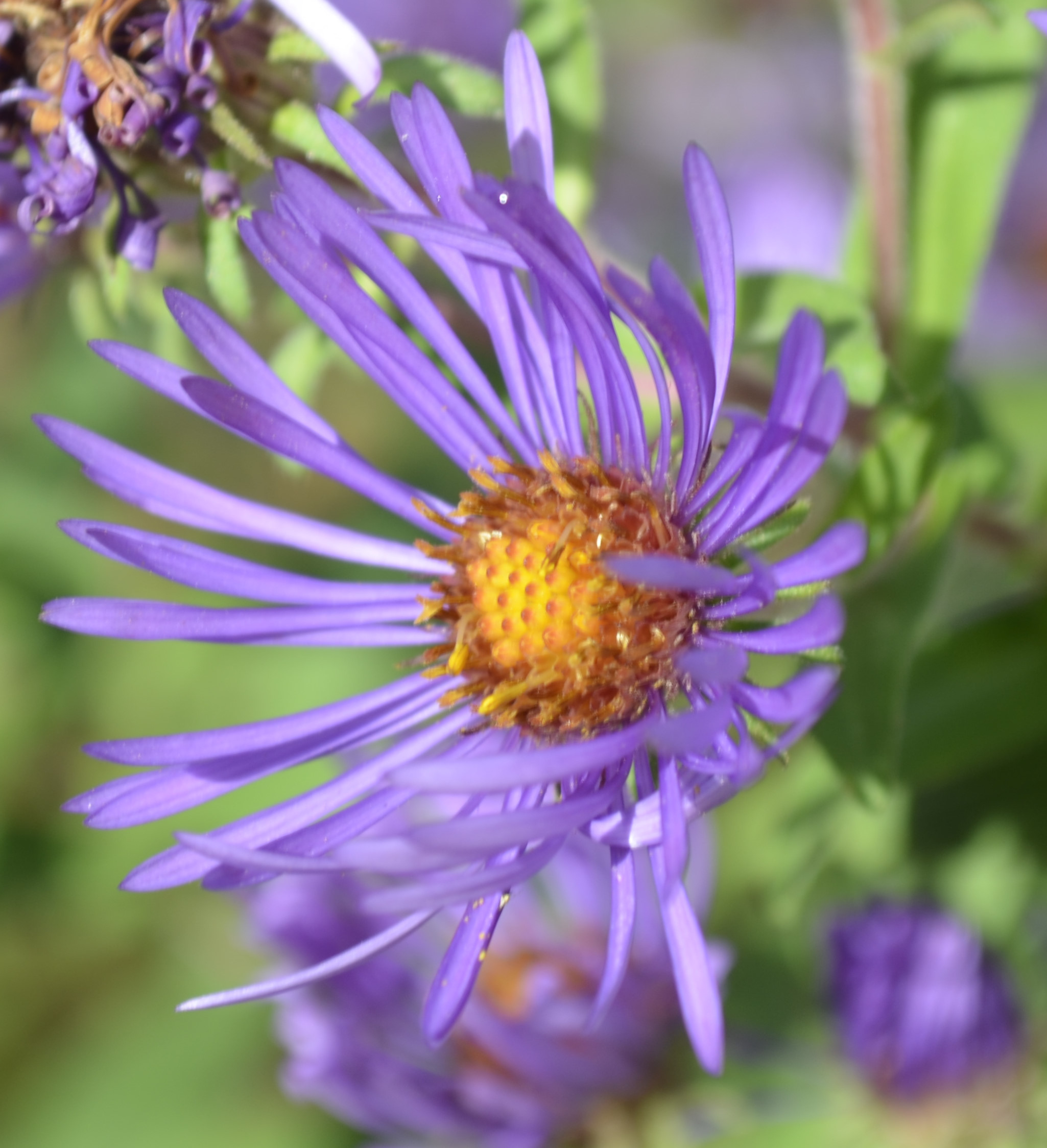 delicate purple 07102019